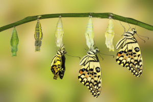 Transformation of Lime Butterfly ( papilio demoleus )