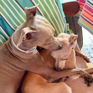 Psychological Safety & Leadership